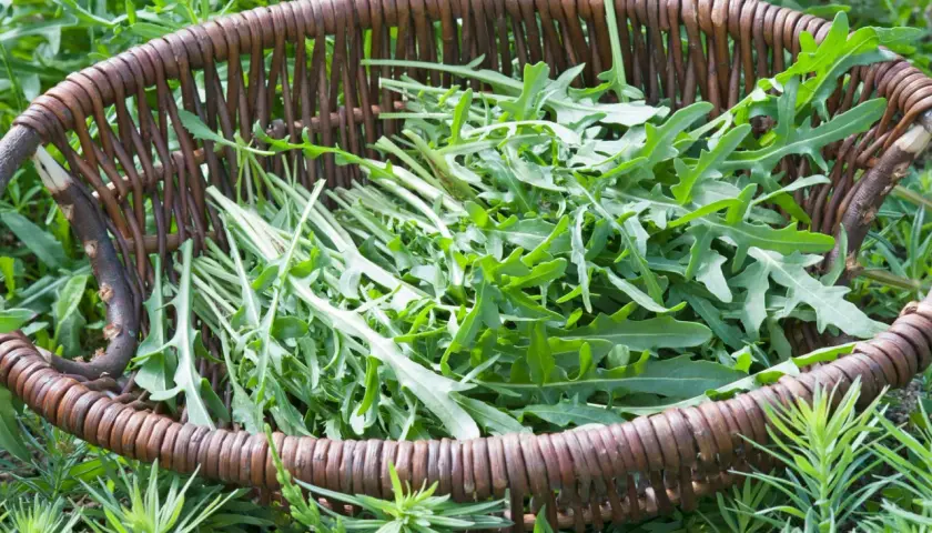 Frisch geernteter Rucola liegt in einem geflochtenen Korb, bereit für die Küche. Die grünen Blätter der Rucola Pflanzen sind leicht gezackt und verströmen einen würzigen Duft.