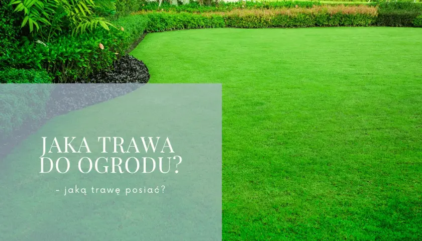 Jaką trawę do ogrodu wybrać, aby uniknąć problemów z pielęgnacją?