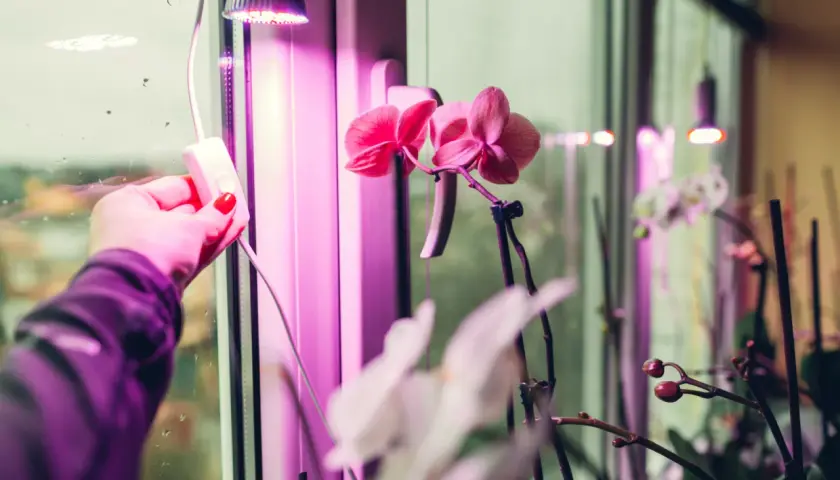 Ręka z czerwonym lakierem na paznokciach włącza lampę doświetlającą rośliny. Różowe orchidee kwitną pod fioletowym światłem, które zapewnia im optymalne doświetlanie roślin ile godzin.
