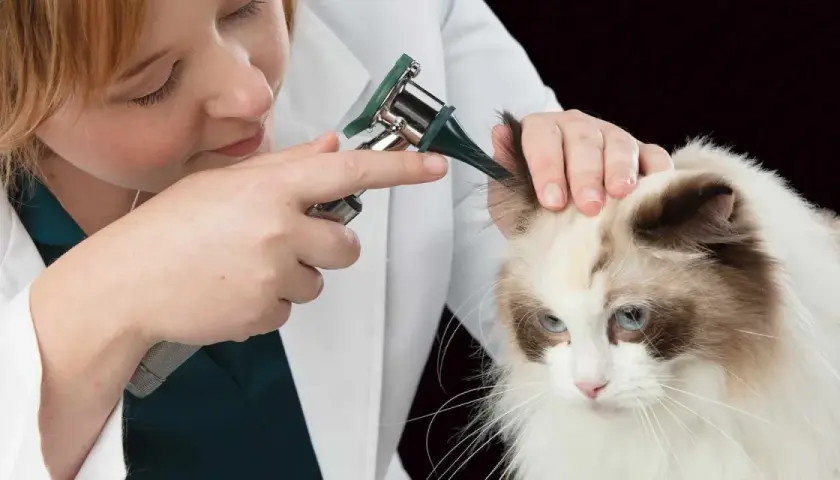 Veterinario examina las orejas de un gato con otoscopio, buscando posibles ácaros.