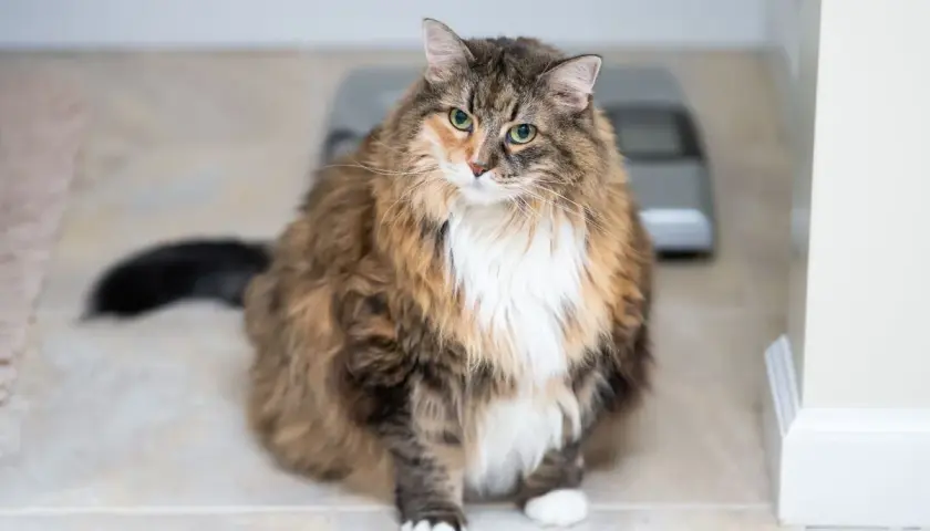 Eine dicke Katze mit flauschigem Fell sitzt auf einem gefliesten Boden. Im Hintergrund ist eine Waage zu sehen.