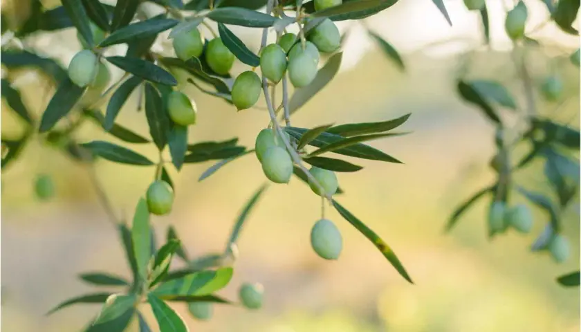 Des olives vertes mûrissent sur une branche, prêtes à être récoltées. Un jour, elles seront pressées pour faire de l'huile, ou peut-être serviront-elles à planter un olivier.