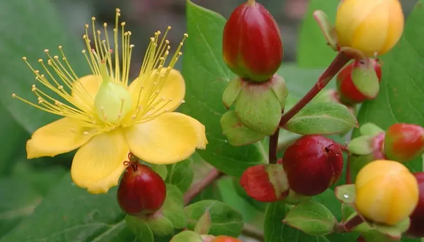 Gelbe Blüte und rote Beeren, wo ist Johanniskraut drin? Die Pflanze zeigt ihre Heilkraft.