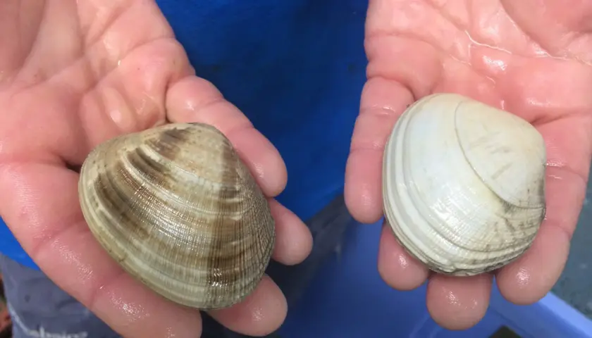 Manos sostienen dos tipos de almejas: una con rayas marrones y otra blanca.
