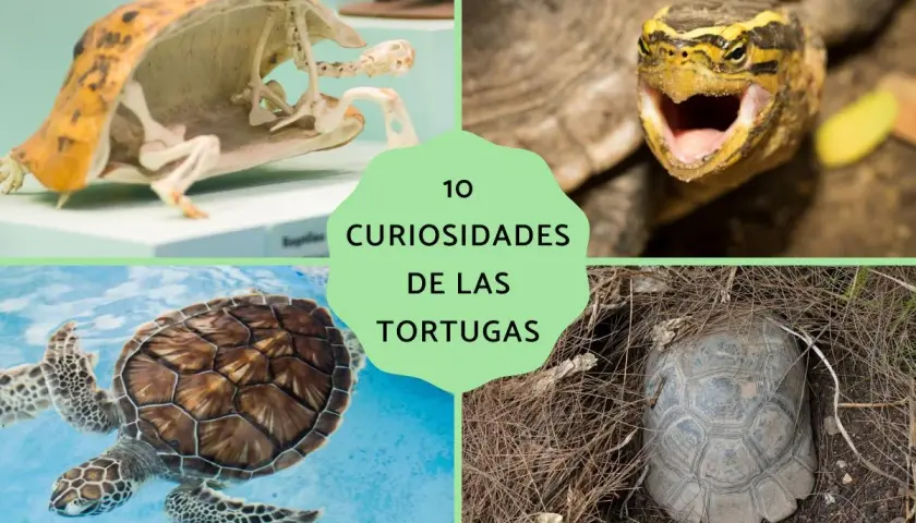 Descubre 10 curiosidades de las tortugas: su caparazón es su cuerpo, no tienen dientes, flotan con los pulmones y hibernan en zonas templadas.
