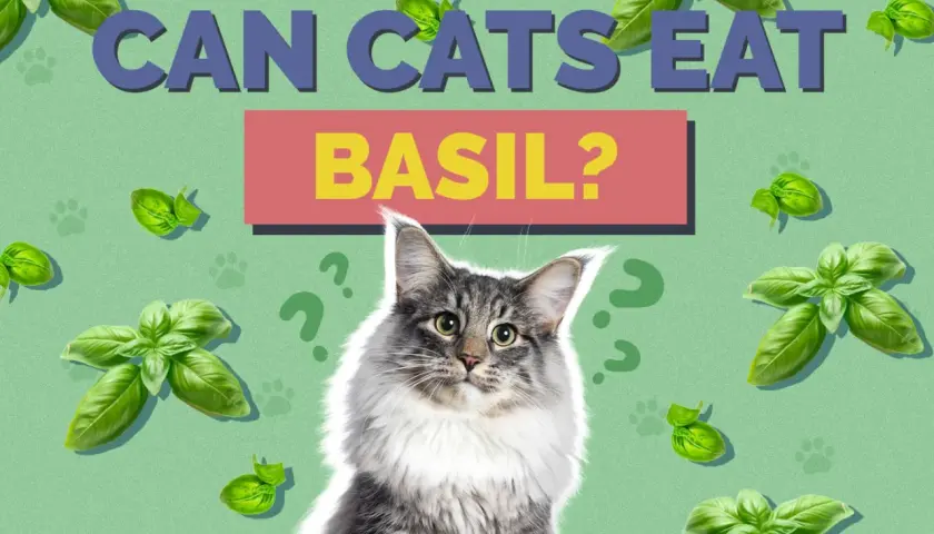 A fluffy cat looks up, surrounded by basil leaves and question marks, as the text asks "Can cats eat basil?".