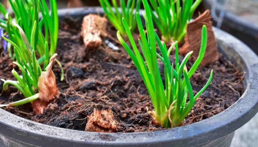 Jeunes pousses vertes dans un pot, signe d'une plantation échalote réussie. Les bulbes commencent à s'enraciner dans la terre.