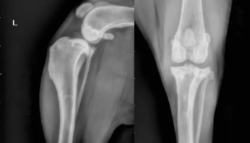 Radiografie del ginocchio di un cane. La vista laterale mostra la rotula e l'articolazione femoro-tibiale. La vista antero-posteriore mostra le tibie e i femori. Il costo di un TPLO cane può variare.
