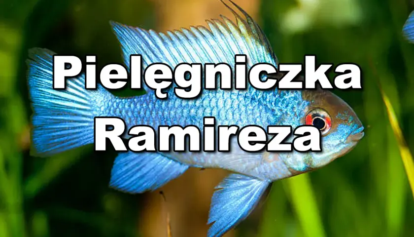 Błękitna pielęgniczka Ramireza, znana z pięknych odmian, pływa wśród zielonych roślin akwariowych.