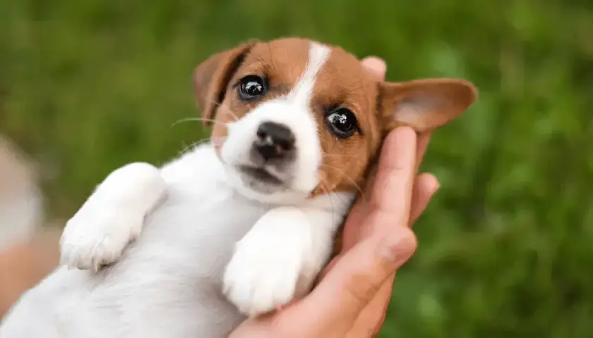 Uroczy szczeniak Jack Russell Terrier w dłoniach, idealny do inspiracji na imiona dla psa.