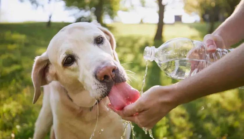 Labrador pije wodę z dłoni, by zapobiec przegrzaniu. Udar u psa objawy mogą być groźne, dlatego dbaj o nawodnienie pupila.