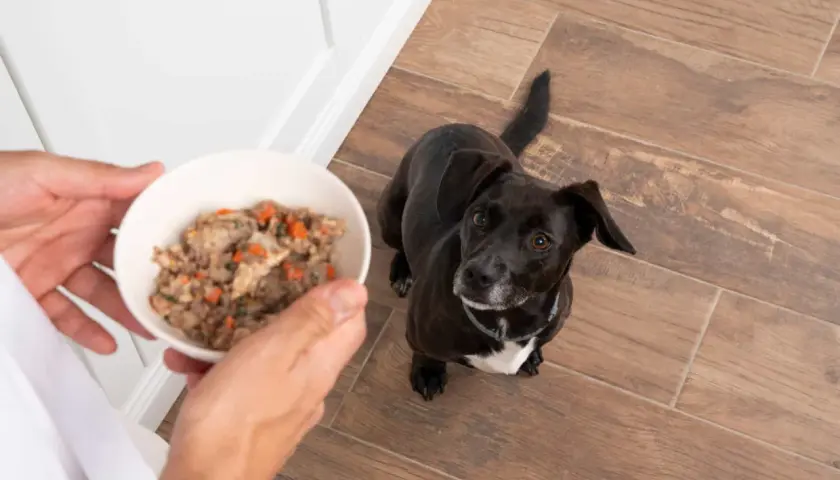 Un perro negro mira expectante un cuenco con comida natural para perros. Las opiniones sobre esta comida son muy positivas.