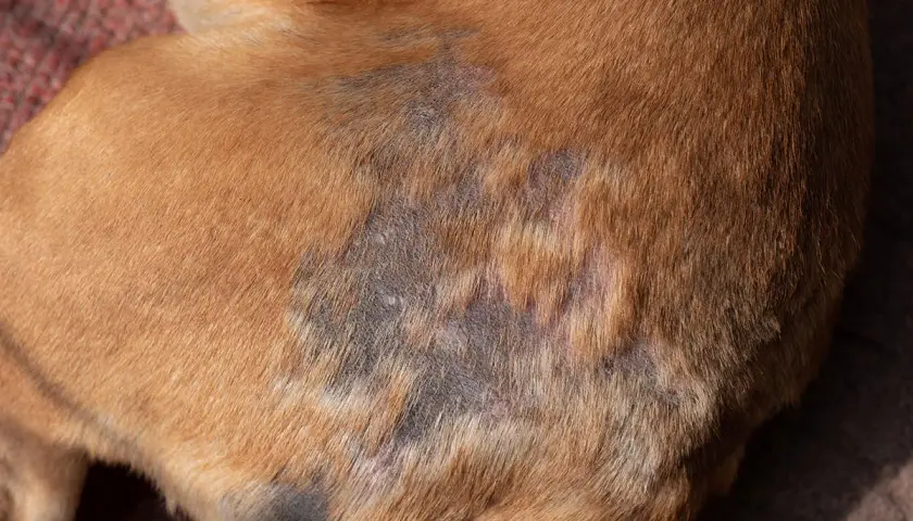 Hautveränderungen bei einem Hund, möglicherweise verursacht durch Demodexmilben. Die betroffenen Stellen sind kahl, gerötet und schuppig.