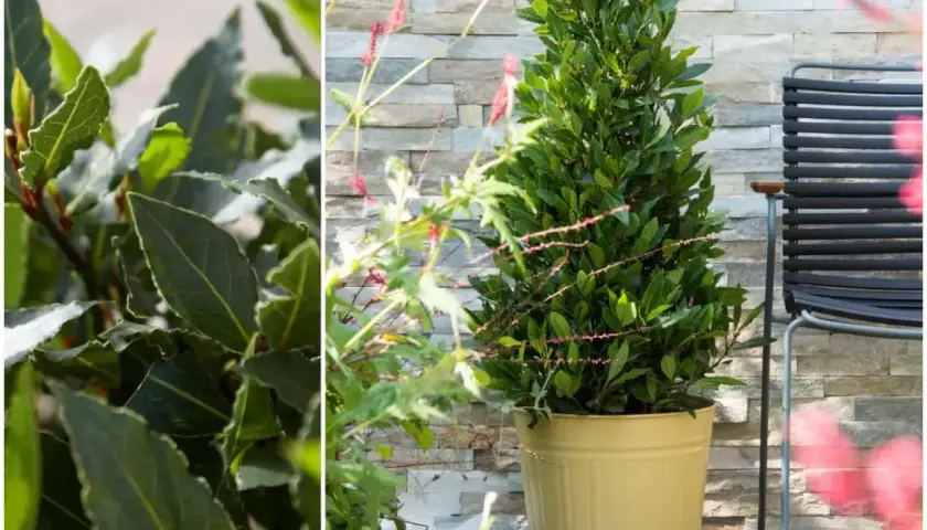 Laurus nobilis w donicy, obok krzesła, z bliska widać jego ciemnozielone, błyszczące liście.