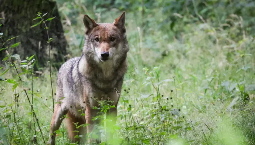 Ein Wolf steht im Wald in Bayern, sein Blick ist aufmerksam.
