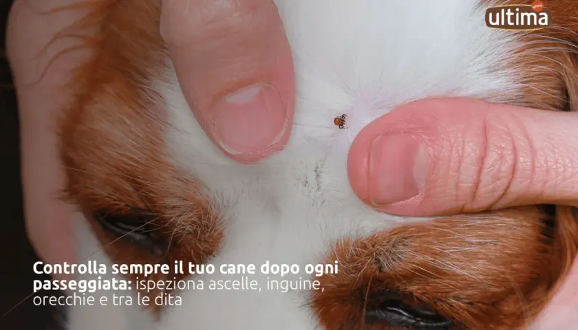 Dita umane che separano il pelo di un cane per mostrare una zecca. Controlla sempre il tuo cane dopo ogni passeggiata per individuare zecche.