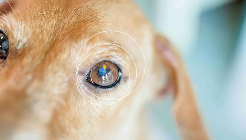 Nahaufnahme eines braunen Hundeauges mit einem blauen und gelben Punkt darin. Ein blinder Hund, der sich auf seine anderen Sinne verlässt.