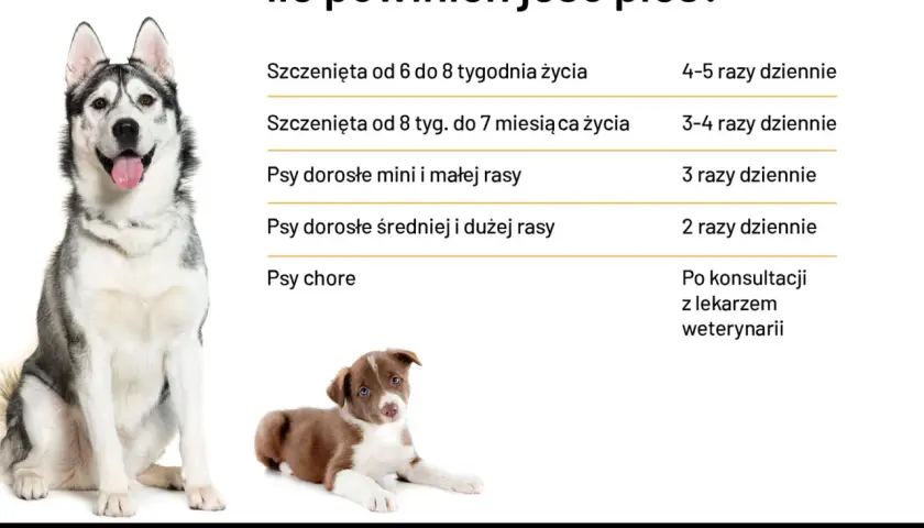 Siberian Husky i szczenię Border Collie obok tabeli z zaleceniami żywieniowymi dla psów.
