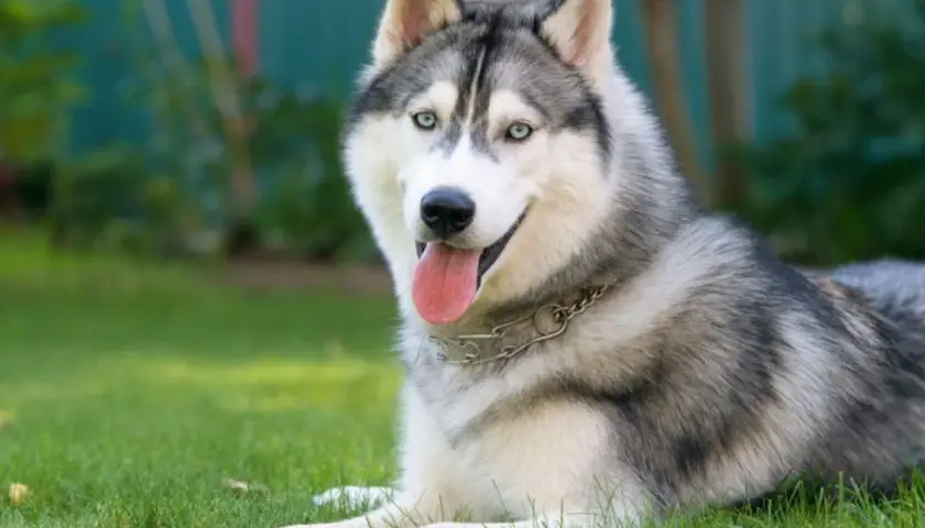 Piękny husky syberyjski, jedna z najpopularniejszych odmian husky, leży na trawie z językiem na wierzchu.