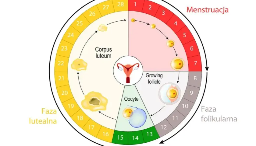 Ilustracja cyklu menstruacyjnego z zaznaczonymi fazami: menstruacji, folikularną, owulacją i lutealną.