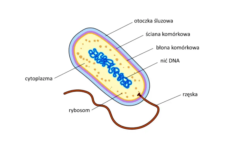 Schemat budowy bakterii: otoczka śluzowa, ściana komórkowa, błona komórkowa, cytoplazma z nicią DNA, rybosomy i rzęska.