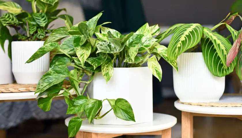 Plante tombante aux feuilles marbrées de vert et de blanc, dans un pot blanc moderne. Une autre plante aux feuilles rayées est à côté.