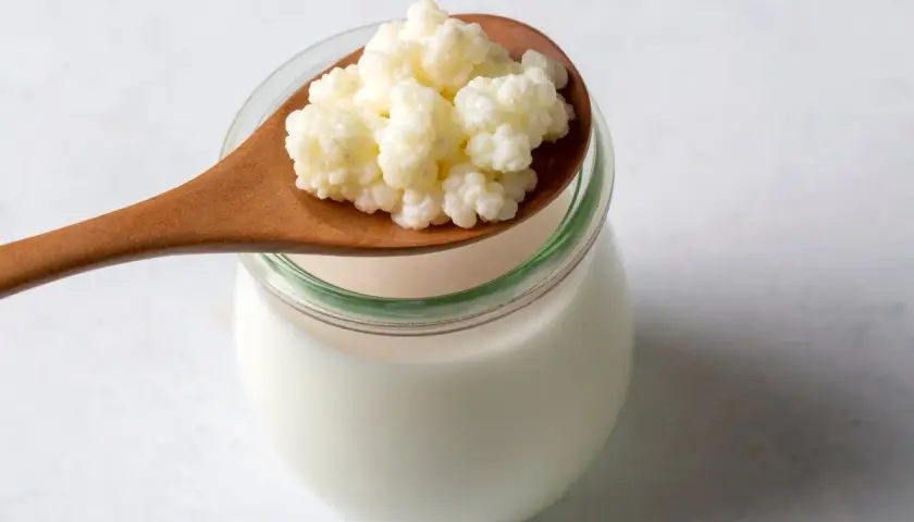 En träsked med vita kefir-korn vilar ovanpå en glasburk fylld med mjölk. Kefir nyttigt för magen!