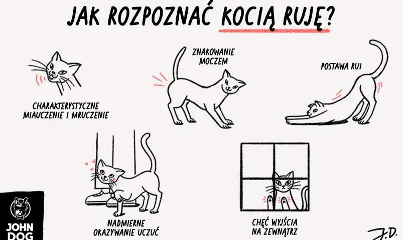 Ruja u kotki: Objawy, czas trwania, sterylizacja. Czy wiesz, jak pomóc?