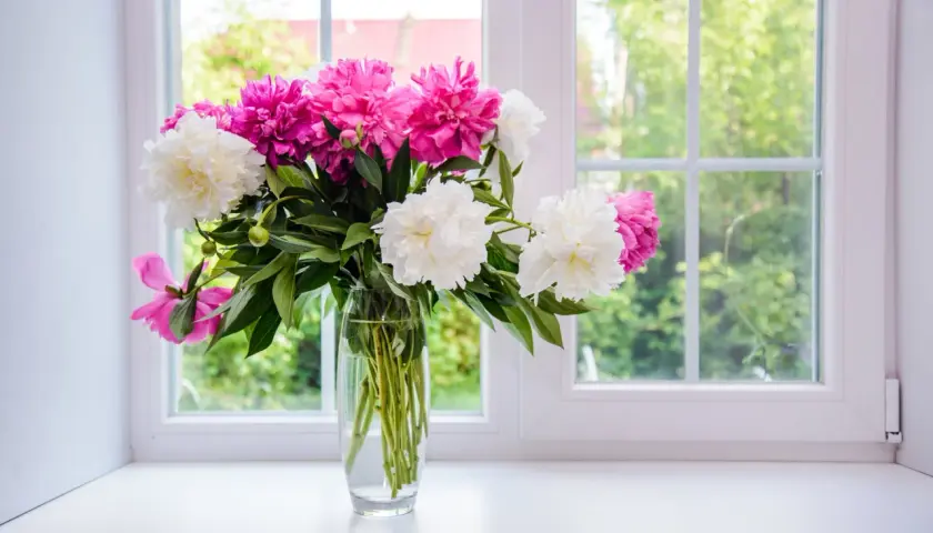 Un bouquet de pivoines roses et blanches dans un vase en verre sur un rebord de fenêtre. Astuces pour comment conserver un bouquet de fleurs.