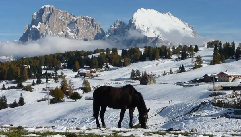 Cavallo al pascolo in un paesaggio alpino con neve in montagna, alberi autunnali e cime innevate sullo sfondo.