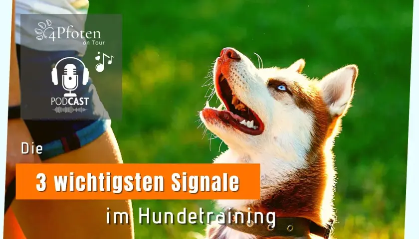 Ein Husky mit blauen Augen wartet gespannt auf ein Kommando. Ein trick dog, bereit für das Hundetraining.