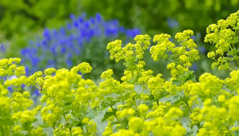 Gelber Frauenmantel blüht üppig vor einem Hintergrund aus blauen Lupinen. Ein leichter Wind lässt die Blüten wie kleine Wolken tanzen.
