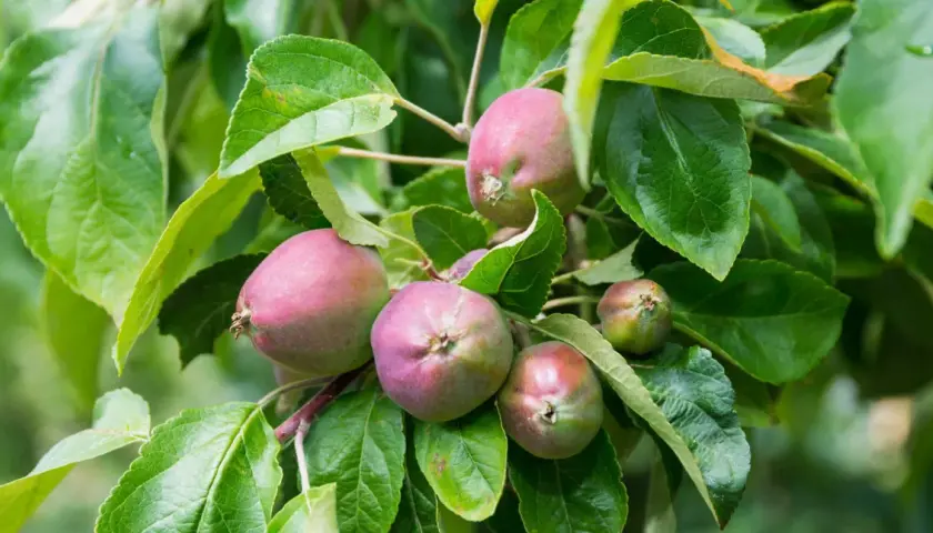 Junge Äpfel am Baum, die auf den Einsatz von Spritzmittel gegen Apfelwickler warten, um vor Schädlingen geschützt zu werden.