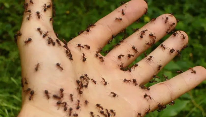 Dłoń pokryta mrówkami, które zapewne nie lubią być tak traktowane.