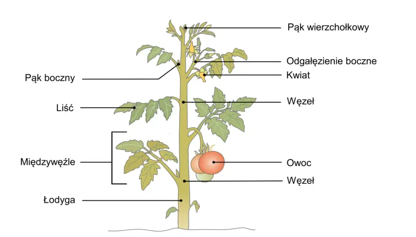Schemat rośliny pomidora z zaznaczonymi częściami: łodyga, liście, pąki, kwiaty, owoce i międzywęźla.