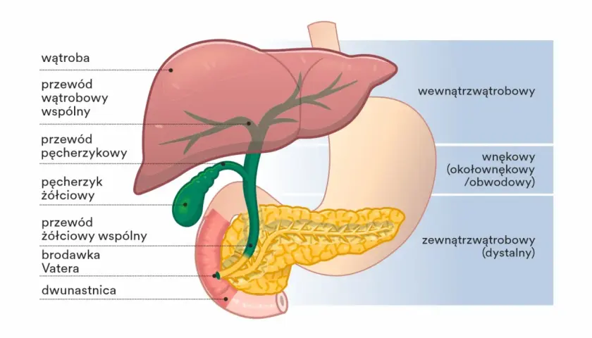 Anatomia dróg żółciowych i trzustki. Ilustracja przedstawia wątrobę, pęcherzyk żółciowy, przewody żółciowe i dwunastnicę, kluczowe dla zrozumienia zapalenia dróg żółciowych.