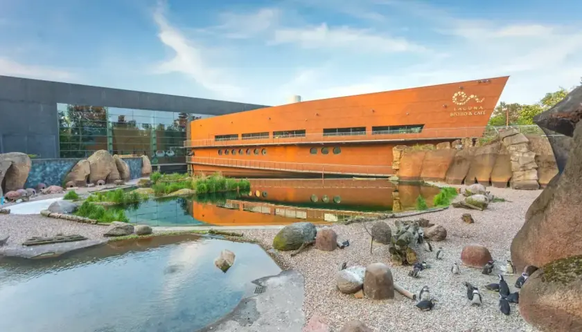 Wrocławskie oceanarium, gdzie pingwiny spacerują po kamieniach. Sprawdź oceanarium wrocław cennik przed wizytą!