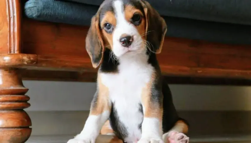 Ile kosztuje szczeniak beagle? Sprawdź, co wpływa na cenę