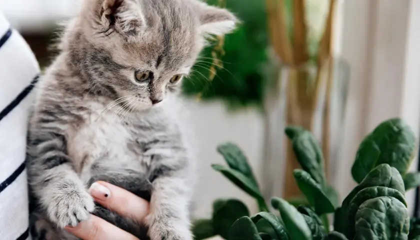 A fluffy kitten looks curiously at a potted spinach plant, prompting the question: can cats eat spinach?