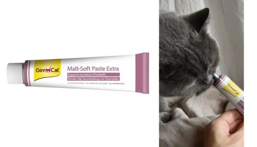 Gato gris lamiendo pasta de malta Gim Cat. Esta malta para gatos sirve para ayudar a la expulsión de bolas de pelo.