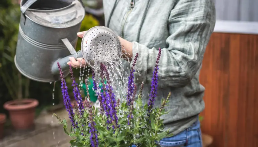 Frau gießt bienenfreundliche Balkonpflanzen mit lila Blüten.