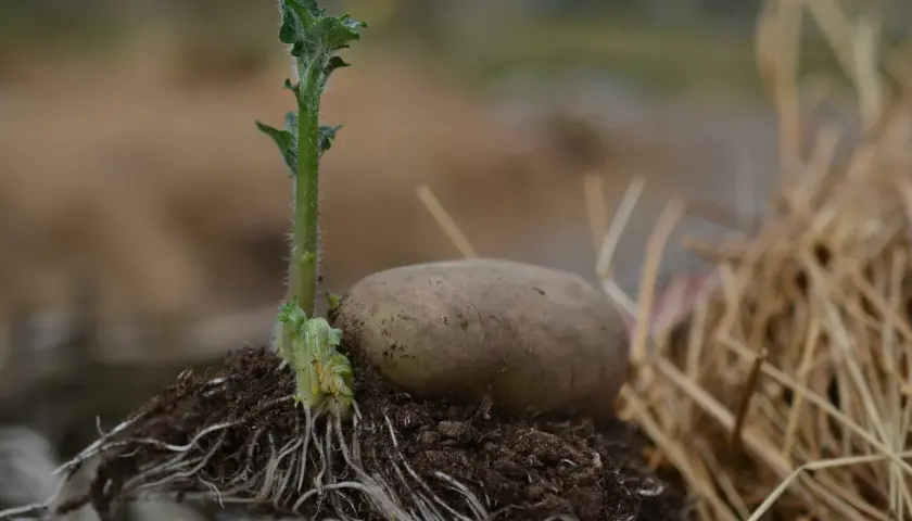 En potatis i pallkrage med en grodd som sträcker sig mot ljuset och ett nätverk av rötter som förankrar den i jorden.
