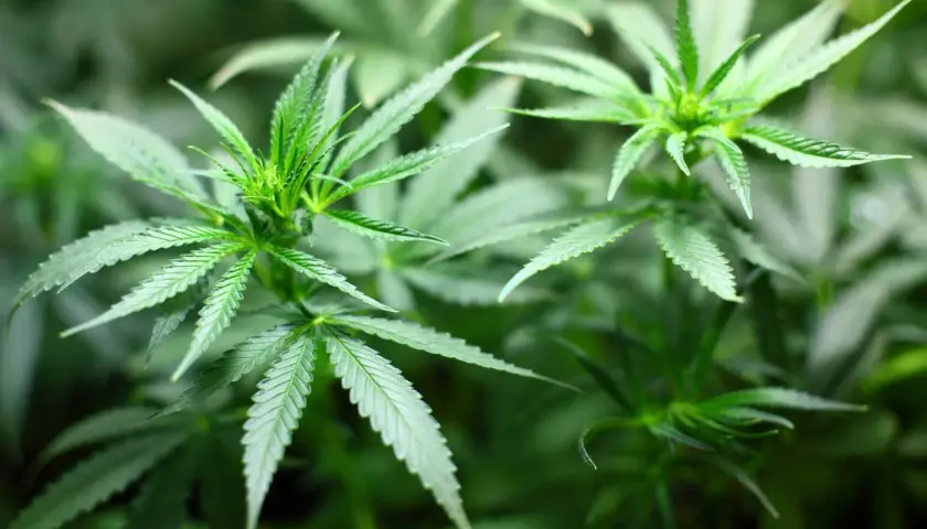 Piante di cannabis autofiorenti in crescita, perfette per il clima freddo. Le foglie verdi brillano sotto la luce.