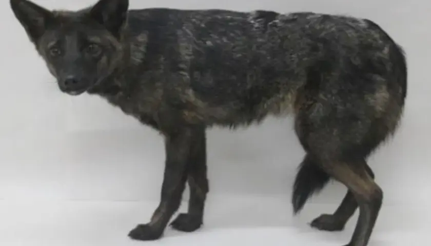 A brindle dog stands alert, its fur a mix of dark and lighter streaks. This canine, like all dogs, has 78 chromosomes.
