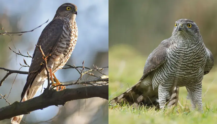 Zwei Greifvögel: links ein Sperber auf einem Ast, rechts ein Habicht im Gras.