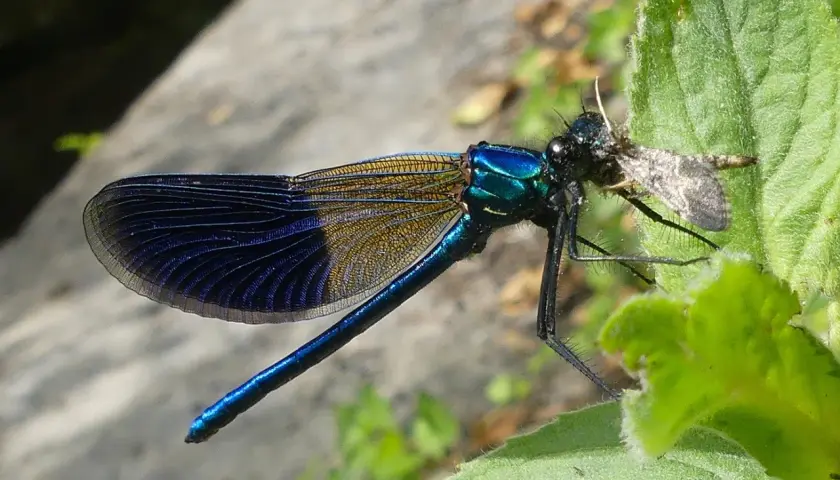 Eine schillernde schwarze Libelle mit blauen Flügeln fängt eine kleine Beute auf einem grünen Blatt.