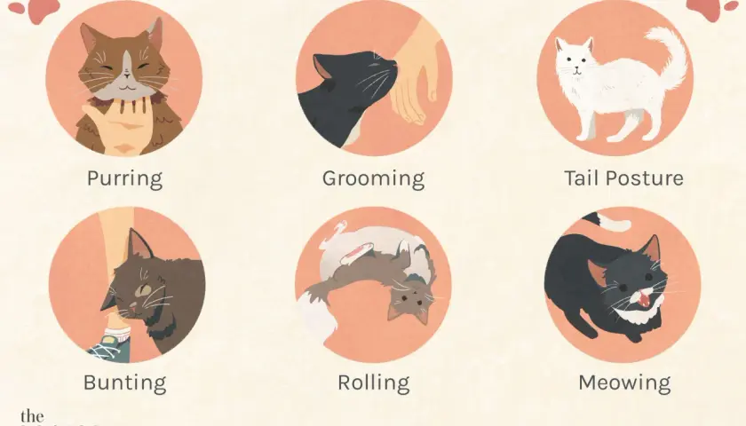Illustrations show cats purring, grooming, tail posture, bunting, rolling, and meowing, helping you understand if your cat loves you.