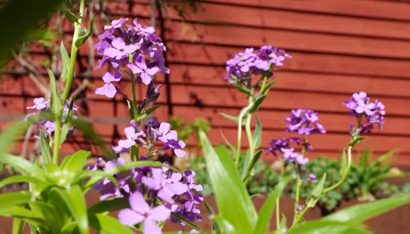 Lila blommor i solljus mot en röd trävägg. En somrig trädgård med lila blommor som sträcker sig mot himlen.