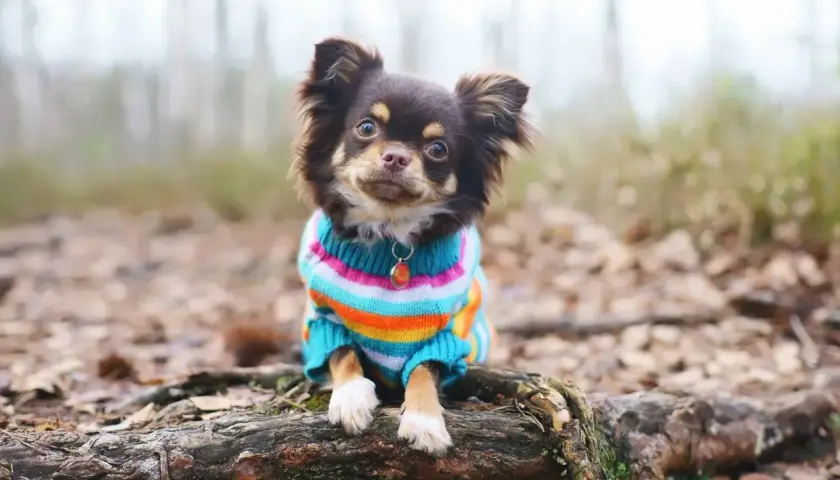 Süßer Chihuahua im bunten Pullover, der aussieht, als wäre er mit einem schnittmuster hundepullover gratis selbst gemacht.