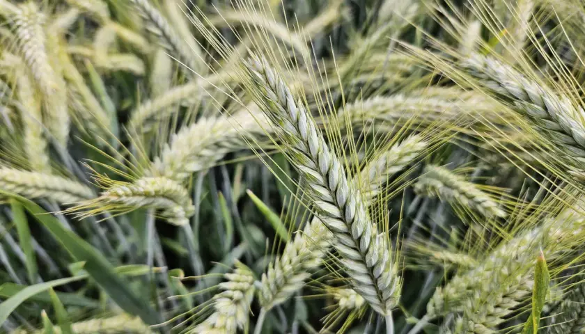 Nahaufnahme von Triticale-Sorten im Feld. Die Ähren sind noch grün und tragen lange Grannen.